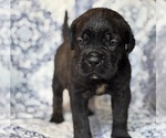 Small #1 Cane Corso
