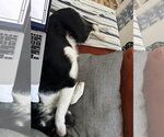 Small #3 Border Collie Mix