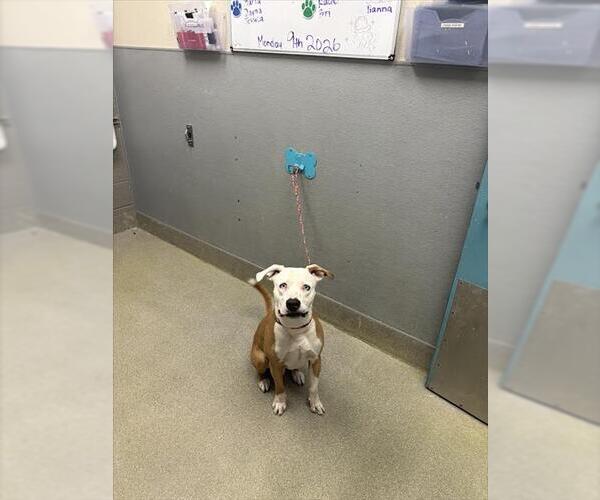 Medium Photo #1 Mutt Puppy For Sale in Las Vegas, NV, USA