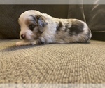 Small Photo #1 Miniature Australian Shepherd Puppy For Sale in LAS VEGAS, NV, USA