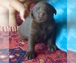 Small #7 Labrador Retriever