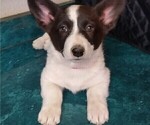 Small Photo #14 Border Collie-Pembroke Welsh Corgi Mix Puppy For Sale in CHILOQUIN, OR, USA