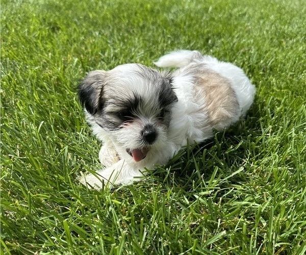 Medium Photo #4 Mal-Shi Puppy For Sale in ROGERS, MN, USA