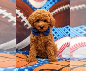 Poodle (Miniature) Puppy for sale in OXFORD, PA, USA