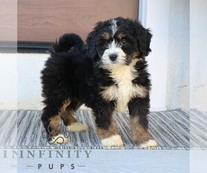 Bernedoodle (Miniature) Puppy for sale in NARVON, PA, USA