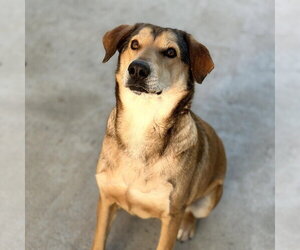 Mutt Dogs for adoption in Yardley, PA, USA