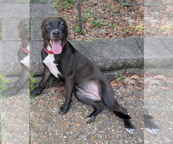 Medium Photo #2 American Pit Bull Terrier-Unknown Mix Puppy For Sale in Boston, MA, USA