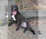 Small #1 American Pit Bull Terrier Mix