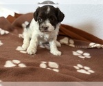 Small #1 Havanese