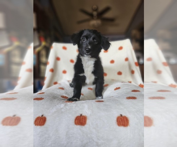Medium Photo #4 Chiranian Puppy For Sale in AGUANGA, CA, USA