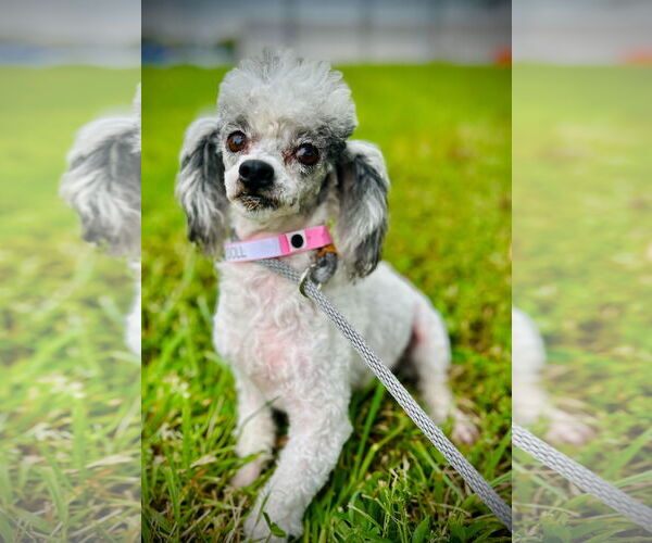 Medium Photo #4 Poodle (Toy) Puppy For Sale in Pacolet, SC, USA
