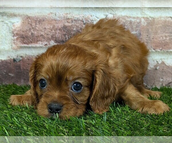 Medium Photo #10 Cavalier King Charles Spaniel Puppy For Sale in MOBERLY, MO, USA