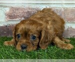 Small #9 Cavalier King Charles Spaniel