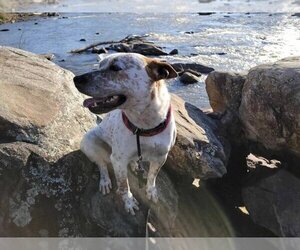 Tex - Male Mutt Dog for Adoption - Photo #4