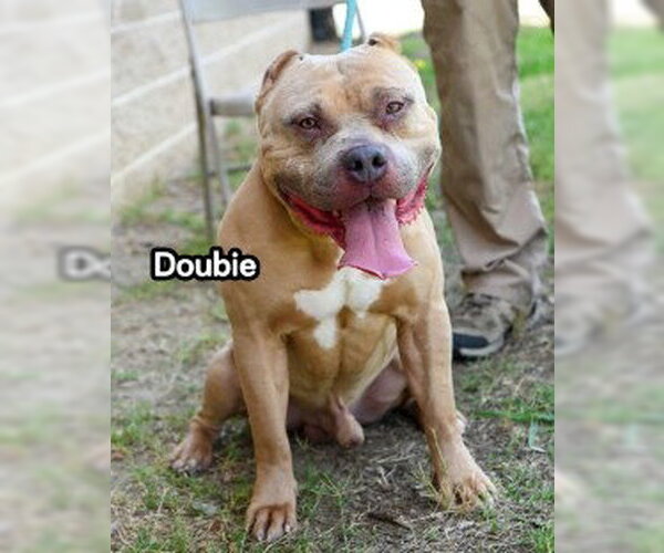 Medium Photo #5 Mutt Puppy For Sale in Glen Allen, VA, USA