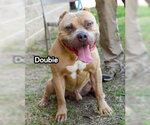 Small #4 Mutt