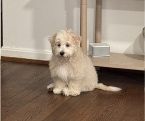 Cavachon-Poodle (Miniature) Mix Puppy for sale in ALEXANDRIA, VA, USA
