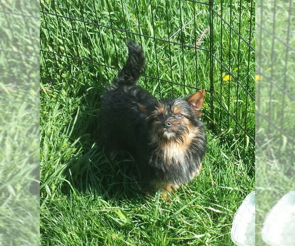 Medium Photo #4 Pomeranian-Unknown Mix Puppy For Sale in FAIRLAWN, OH, USA