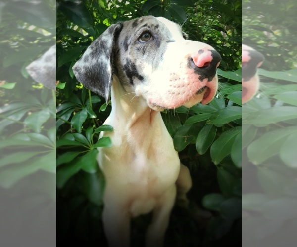 Medium Photo #2 Great Dane Puppy For Sale in OCALA, FL, USA