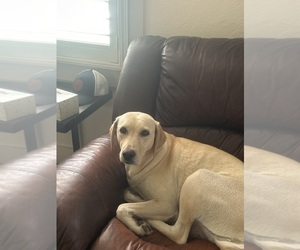Mother of the Labrador Retriever puppies born on 04/13/2026