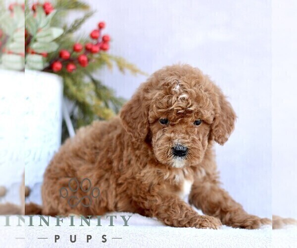 Medium Photo #5 Goldendoodle (Miniature) Puppy For Sale in EPHRATA, PA, USA