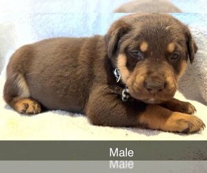 Rottweiler-Unknown Mix Dogs for adoption in Los Lunas, NM, USA