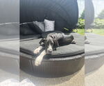 Small #1 Great Dane