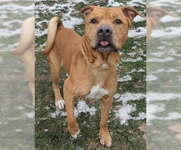 Medium Photo #1 Chinese Shar-Pei Puppy For Sale in Akron, OH, USA