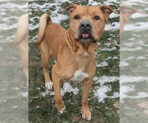 Chinese Shar-Pei Dogs for adoption in Akron, OH, USA