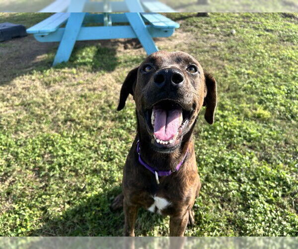 Medium Photo #2 Catahoula Leopard Dog-Unknown Mix Puppy For Sale in Ocala, FL, USA