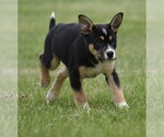 Small #2 Australian Shepherd Mix