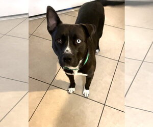 Staffordshire Bull Terrier-Unknown Mix Dogs for adoption in Chandler, AZ, USA