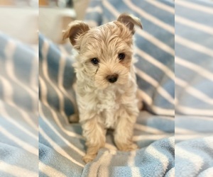 Morkie Puppy for Sale in CONWAY, South Carolina USA