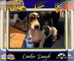 Small #1 Dachshund
