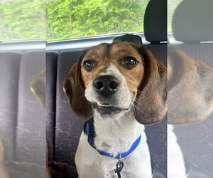 Beagle-Unknown Mix Dogs for adoption in Springdale, PA, USA