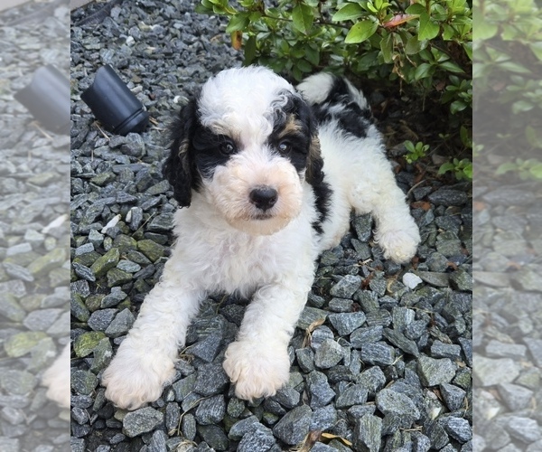 Medium Photo #2 Bernedoodle (Miniature) Puppy For Sale in FRANKLIN, IN, USA