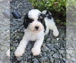 Small #1 Bernedoodle (Miniature)