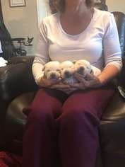 Labrador Retriever Puppy for sale in LAVEEN, AZ, USA