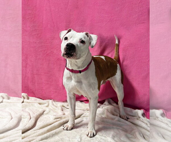 Medium Photo #2 American Pit Bull Terrier-Unknown Mix Puppy For Sale in Spring Lake, NJ, USA