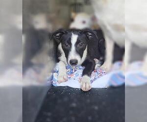 Mutt Dogs for adoption in San Antonio, TX, USA