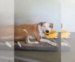 Small #2 American Pit Bull Terrier