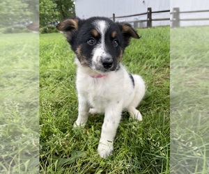Australian Cattle Dog Puppy for sale in GAP, PA, USA