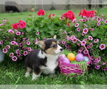 Small Photo #10 Pembroke Welsh Corgi Puppy For Sale in SPRINGFIELD, MO, USA