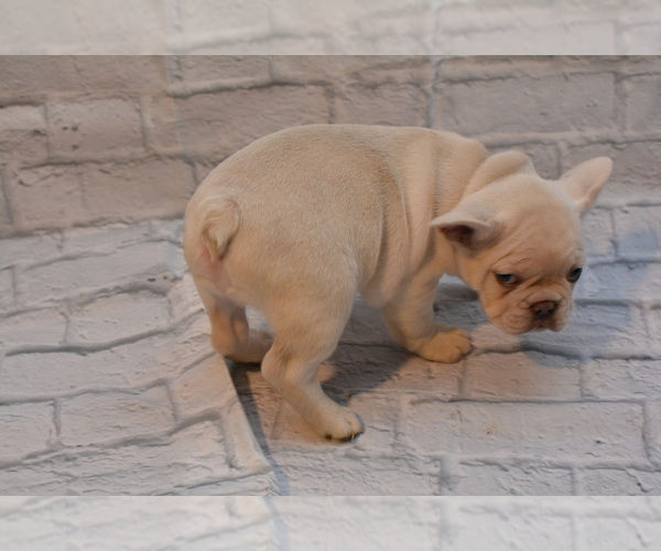 Medium Photo #7 French Bulldog Puppy For Sale in TALLAHASSEE, FL, USA