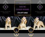Small Photo #38 Cocker Spaniel Puppy For Sale in WARSAW, IN, USA