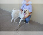 Small #1 Great Pyrenees Mix