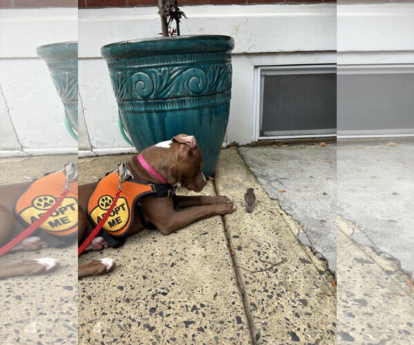 Medium Photo #15 Mutt Puppy For Sale in Philadelphia, PA, USA