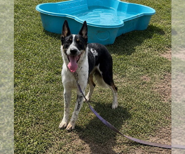 Medium Photo #1 Mutt Puppy For Sale in Riverside, CA, USA