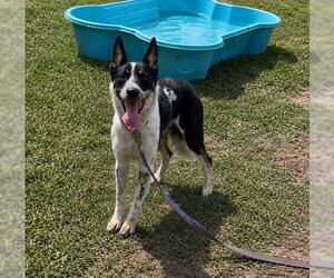 Mutt Dogs for adoption in Riverside, CA, USA