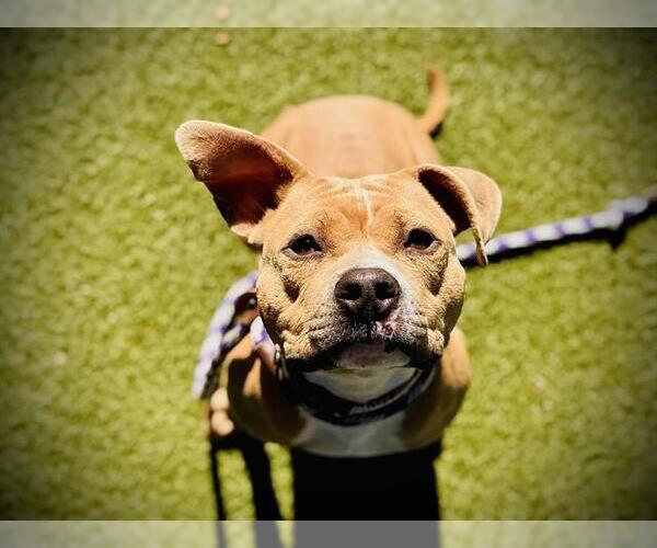 Medium Photo #2 American Pit Bull Terrier-Unknown Mix Puppy For Sale in Orlando, FL, USA